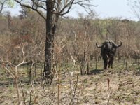 Marion, Romane South Africa 2014 (8 of 45) : KNP Pretoriuskop, Marion visit